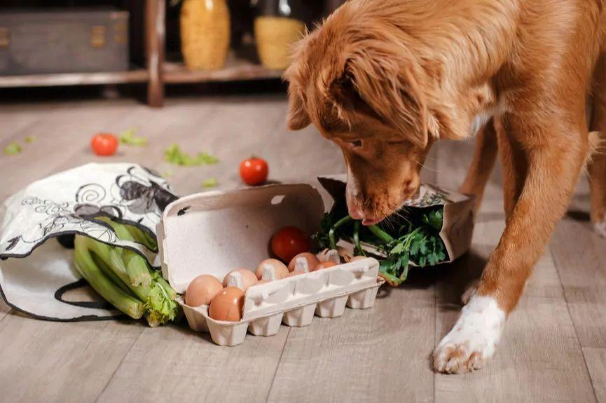 Co gotować psu, pies z jedzeniem