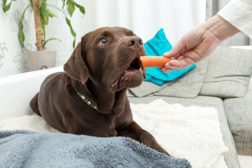 Właściciel podaje psu marchewkę