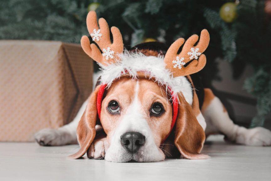 Boże Narodzenie z psem, pies z rogami renifera