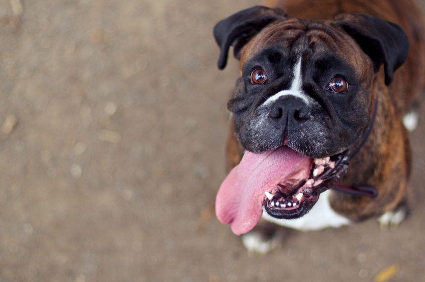 Język - pies z językiem pozuje do zdjęcia