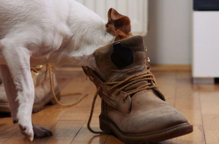 Pies bawi się butem