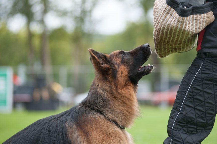 Pies obronny, szkolenie obronne psa