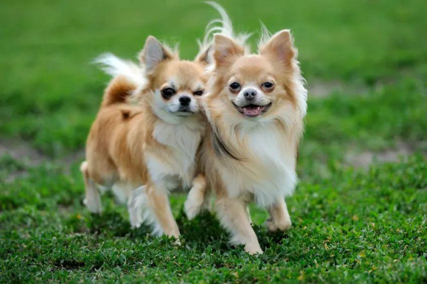 Dwa psy rasy Chihuahua na trawie