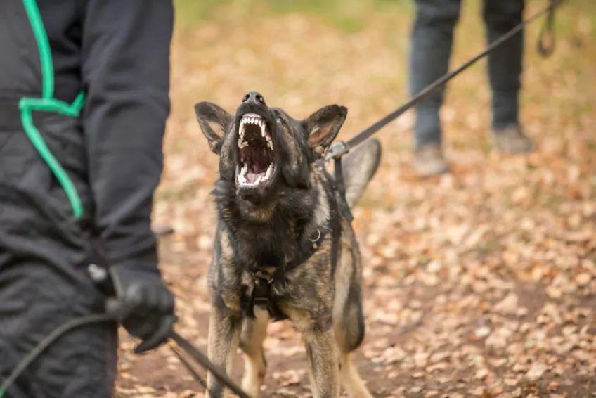 pies obronny - szkolenie psa, agresja na komendę