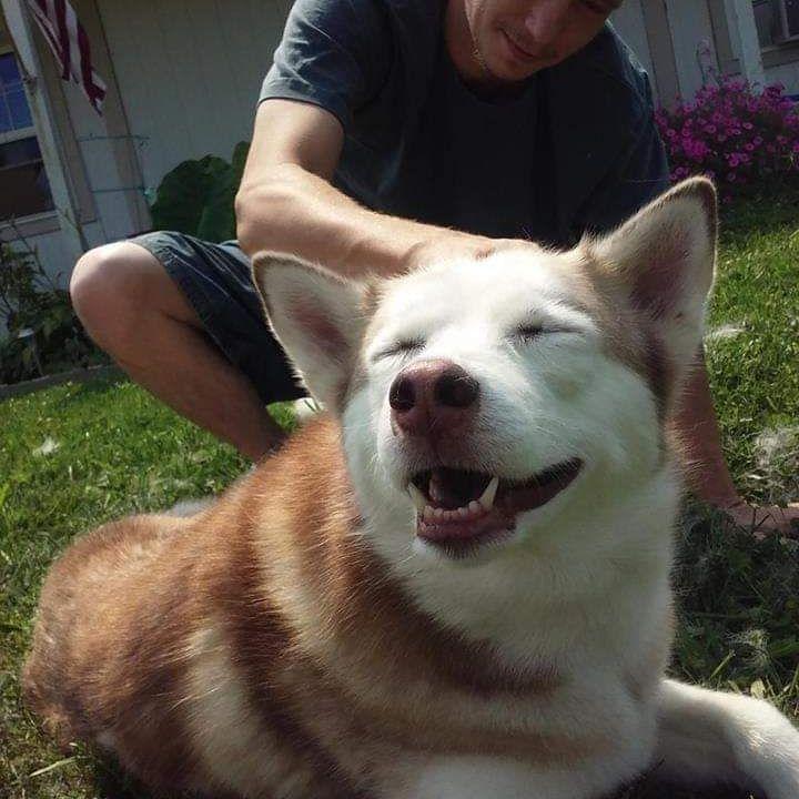 Uśmiechnięty pies Maya