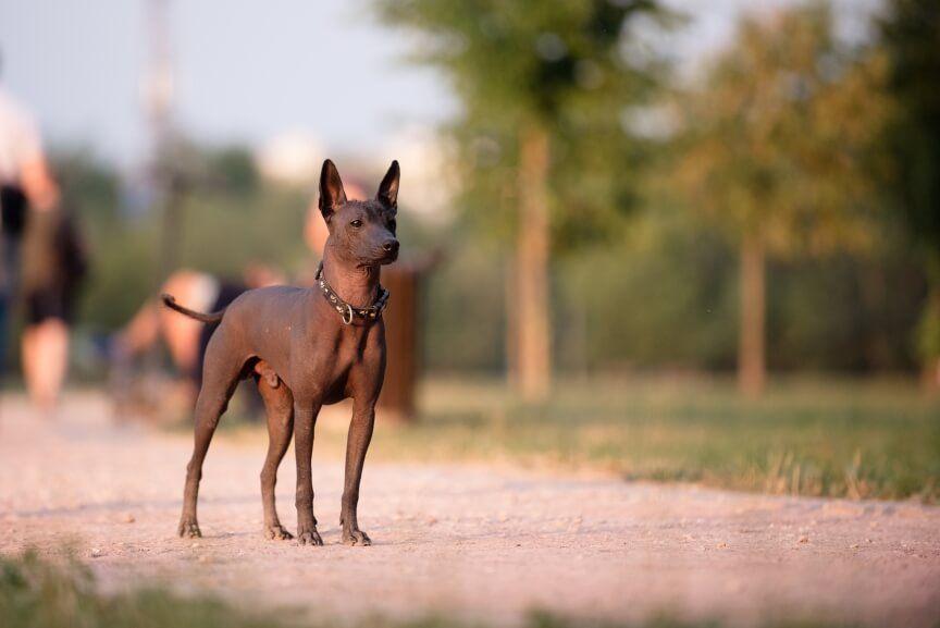 Xoloitzcuintli nagi pies meksykański najrzadsze rasy psów