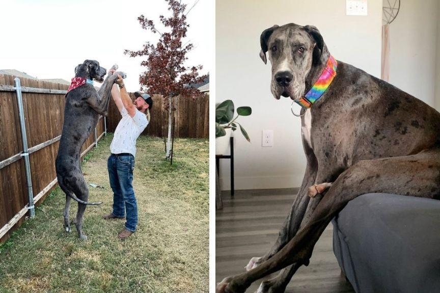 Zeus - największy pies na świecie