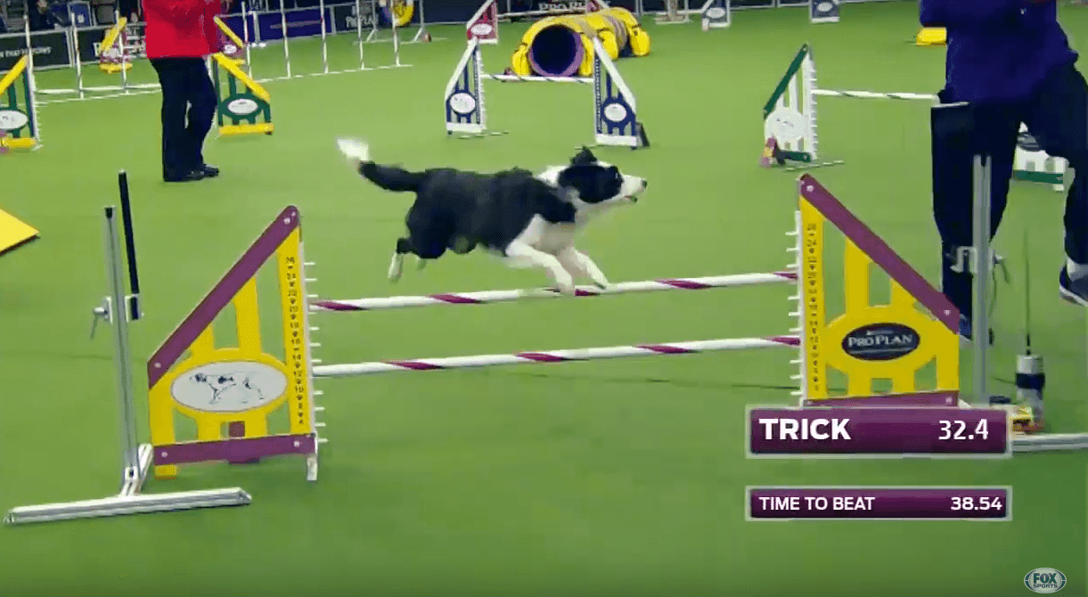 agility, Trik, Westmister Dogs Show 2017