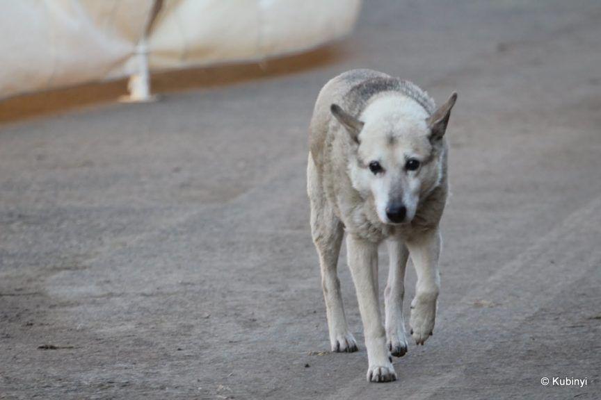 Buksi najstarszy pies świata