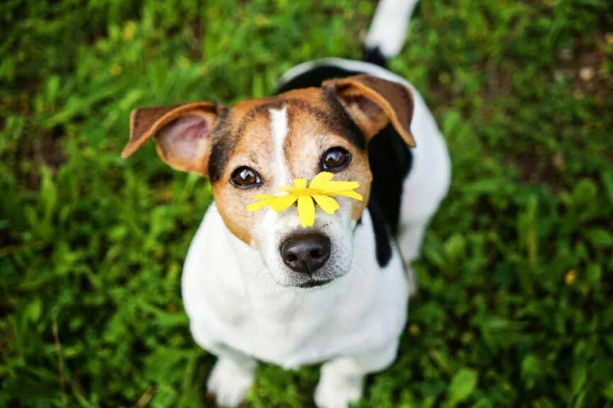alergia sezonowa u psów