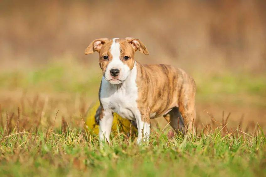 american staffordshire terrier amstaff