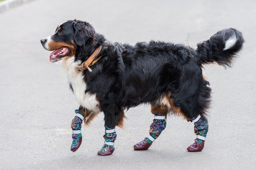 antypoślizgowe buty dla psa-min.jpg