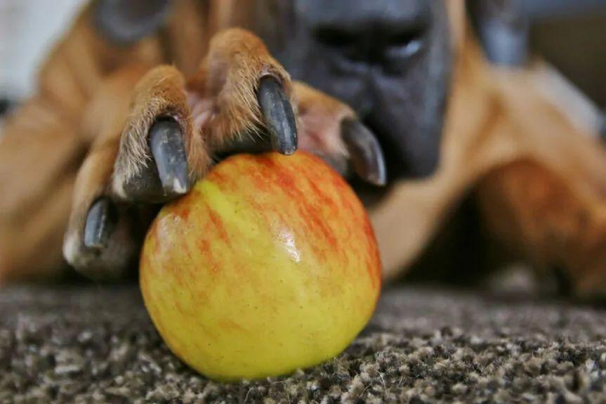 jabłko dla psa