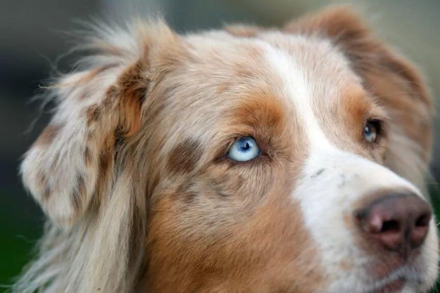 rasy psów z niebieskimi oczami