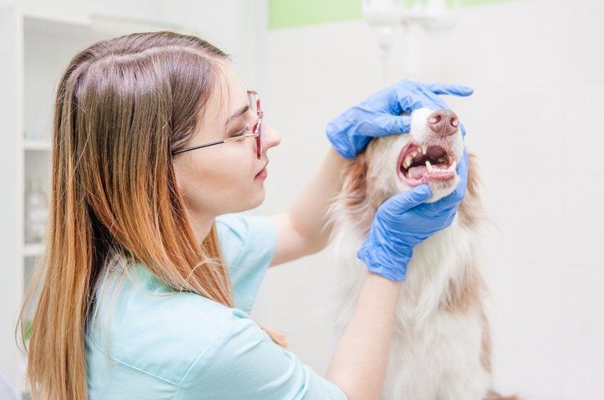 badanie stomatologiczne psa(1)-min.jpg