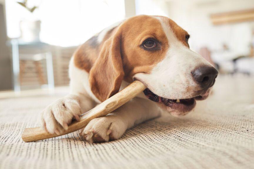 FDA ostrzega: nie dla psa kość