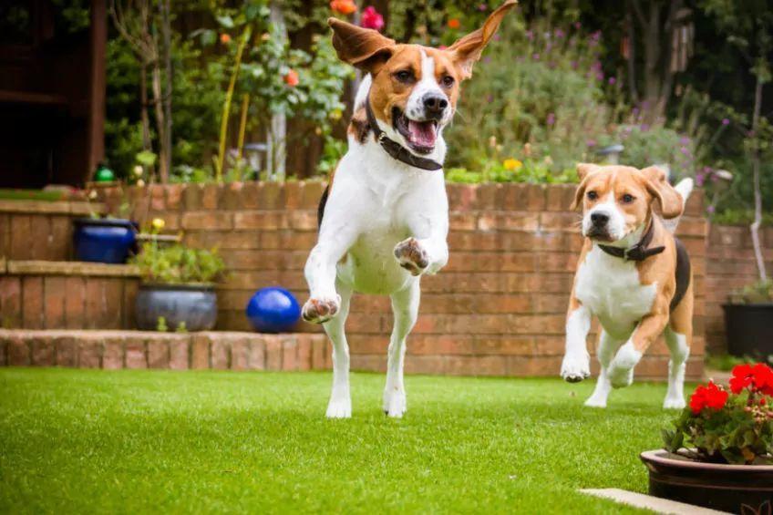 psy biegają po trawniku