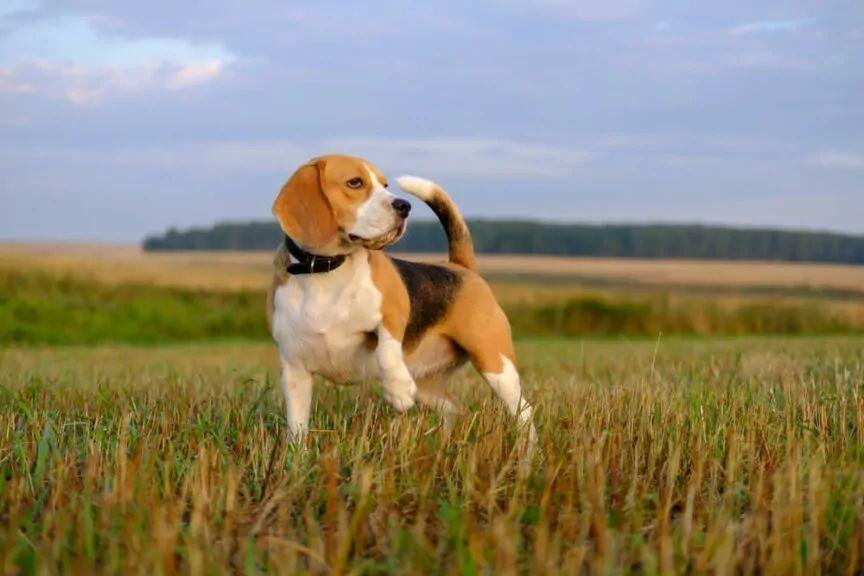 beagle uratowane z laboratorium