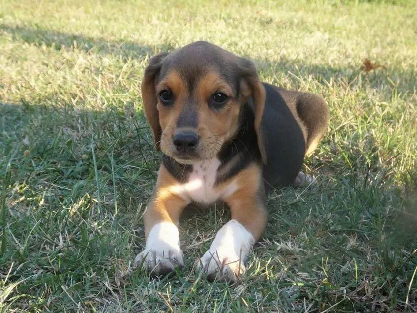 Szczenię beagle-harriera leżące na trawie