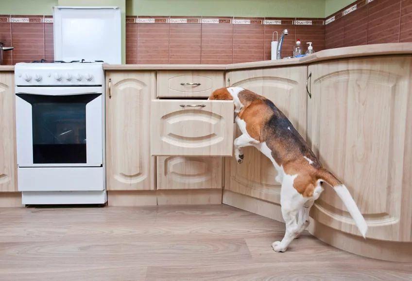 beagle w kuchni