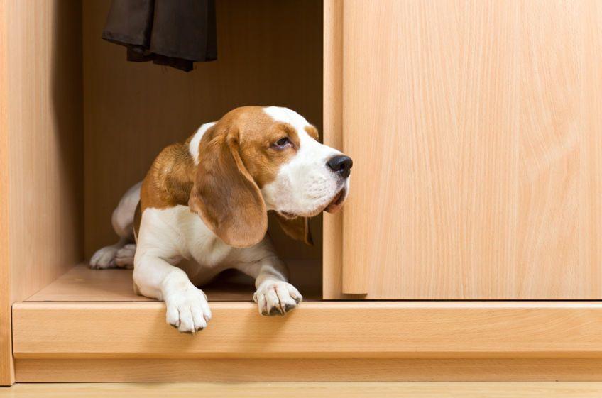 beagle w szafie