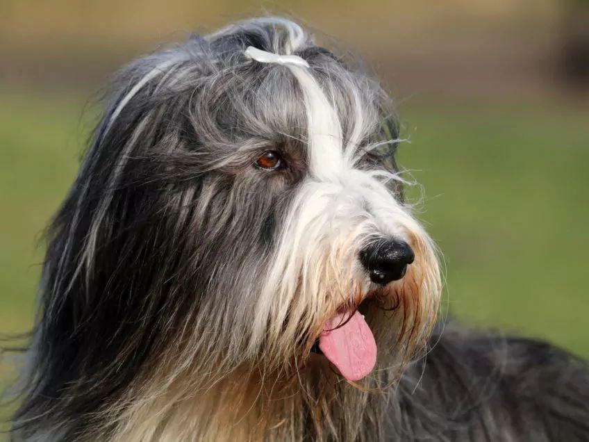 Portret bearded collie