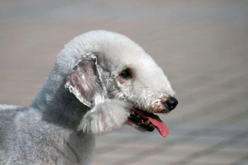 Portret bedlington terriera z profilu