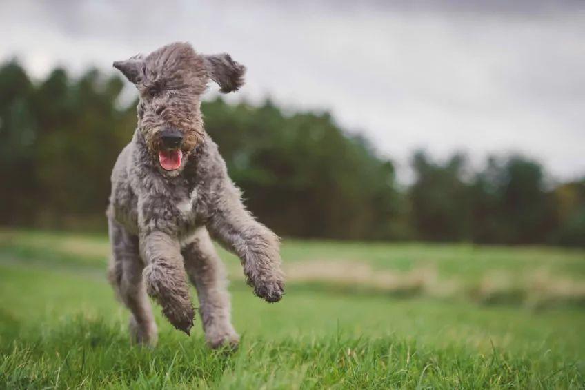 Młody bedlington terrier w biegu po trawie