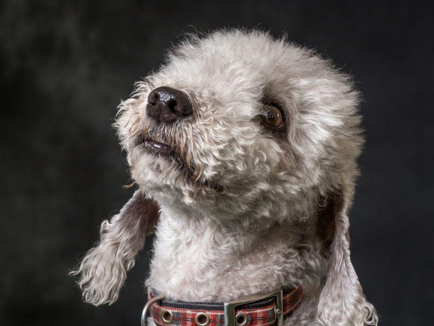 Portret bedlington terriera w studio