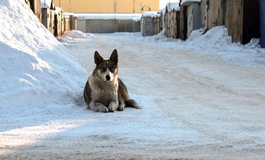 bezpański pies uratował dziesięciolatka z Uglegorska