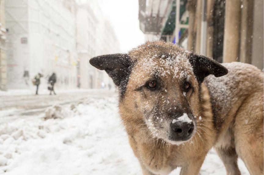 jak pomóc zwierzętom przetrwać zimę
