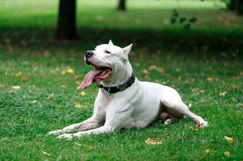 białe psy dog argentyński