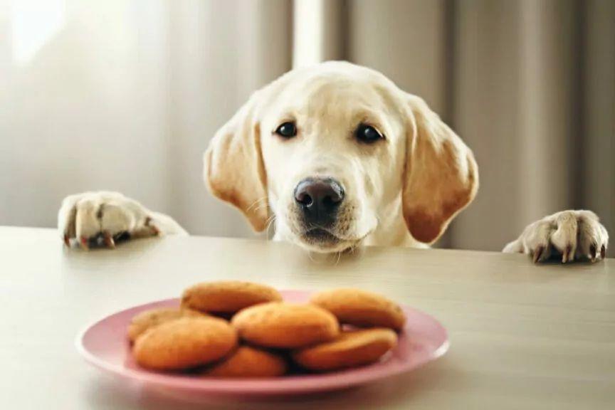 czy pies może jeść biszkopty