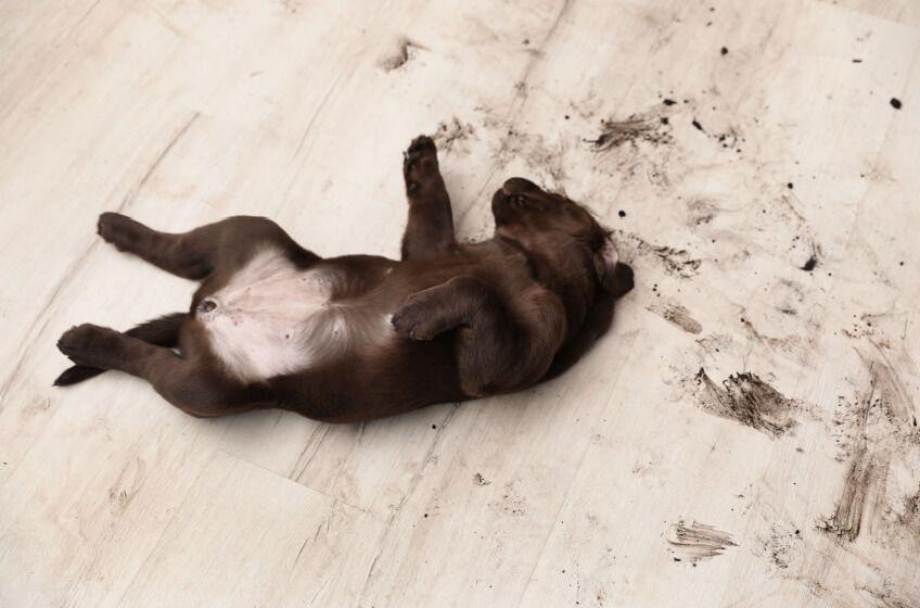 pies leżący na brudnej podłodze