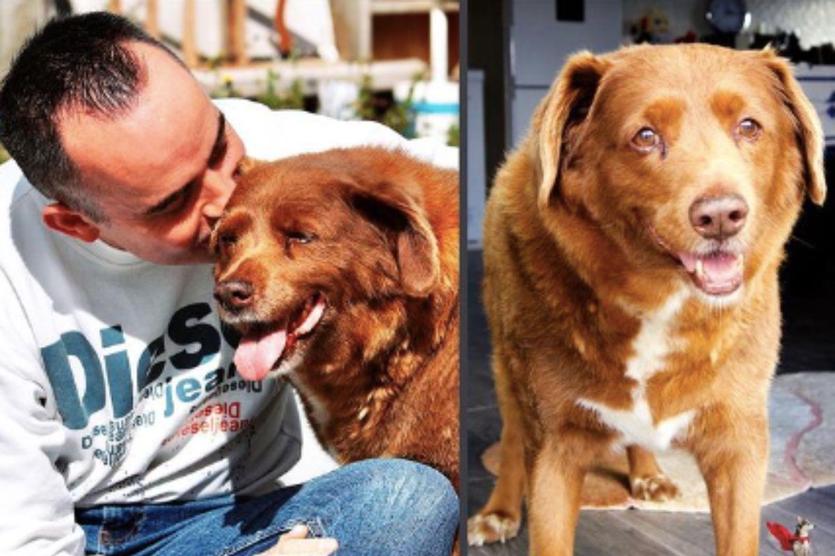 Bobi może stracić tytuł najstarszego psa na świecie