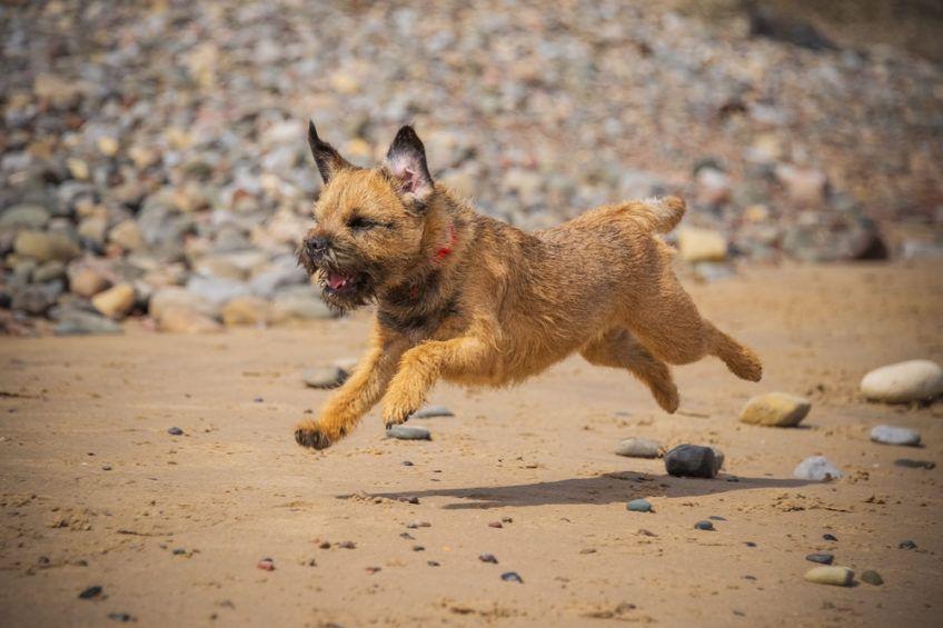 Border terrier w galopie po plaży