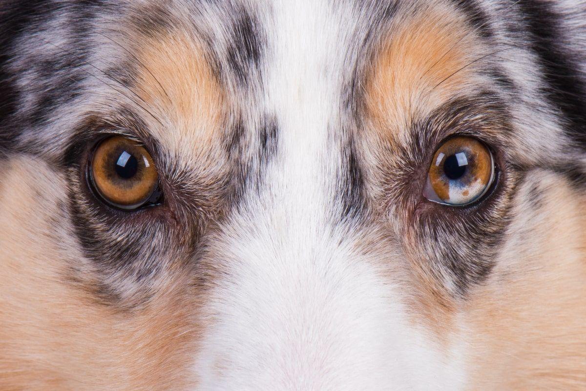 brązowe psie oczy to nie przypadek