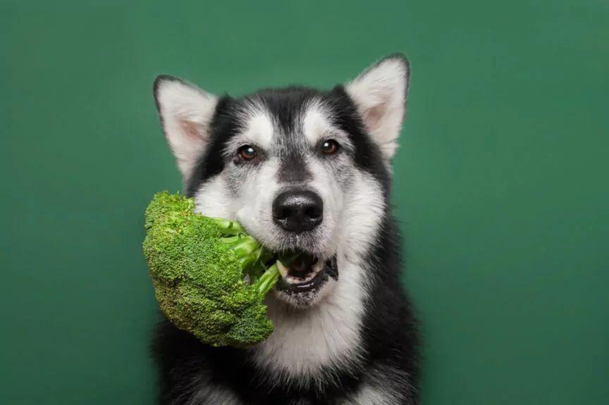 Brokuły dla psa