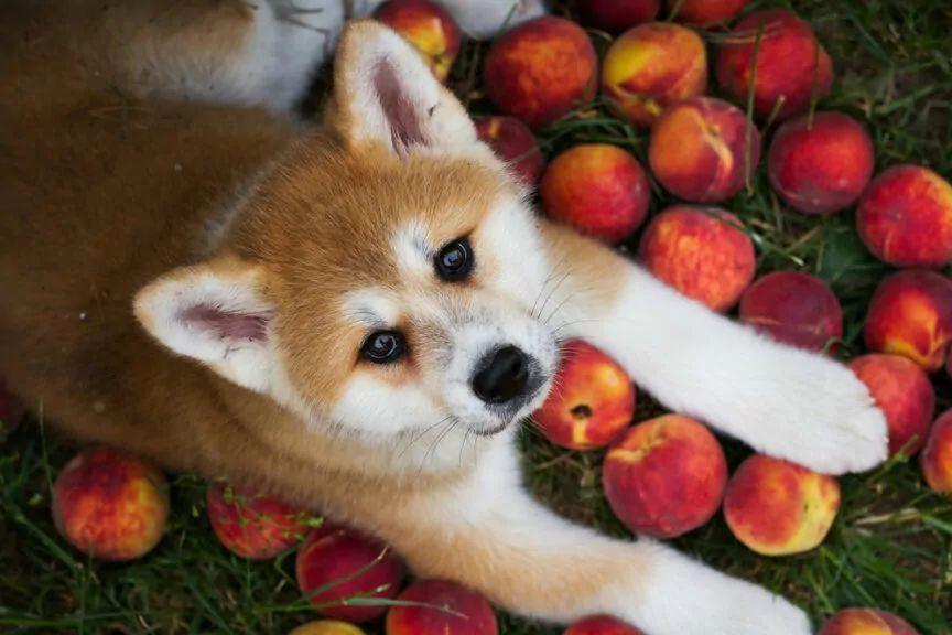 czy pies może jeść brzoskwinie