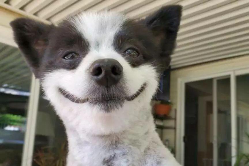 Chevy pies, który się uśmiecha