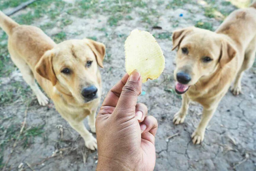 pies może jeść chipsy
