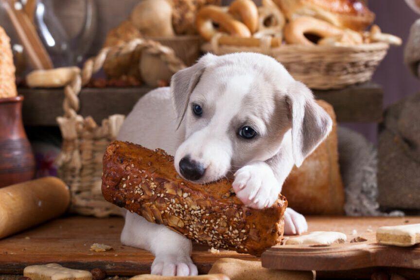 pies może jeść chleb