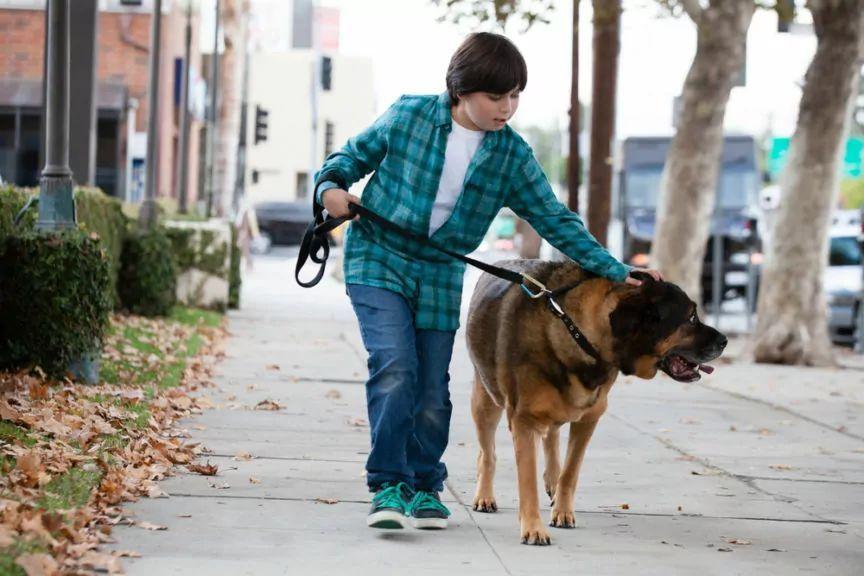 dziecko z psem na spacerze