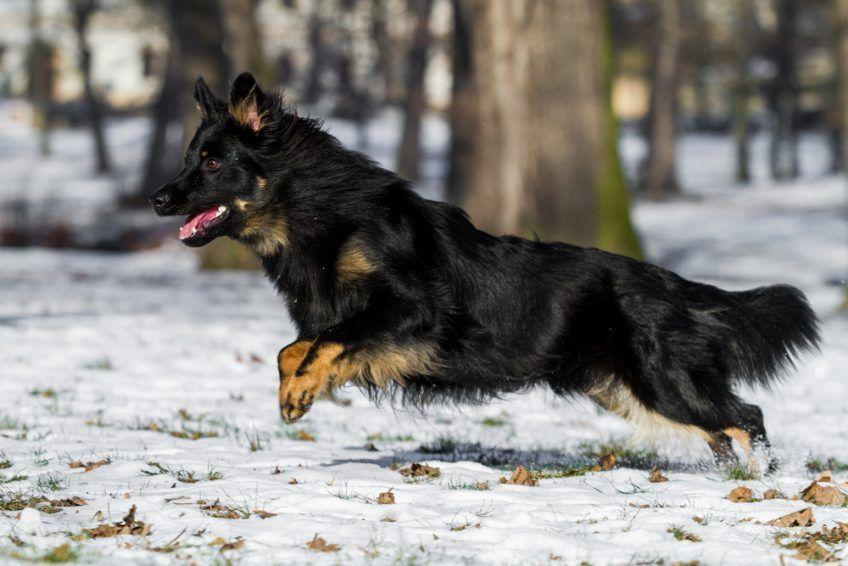 Chodski pies w biegu na śniegu