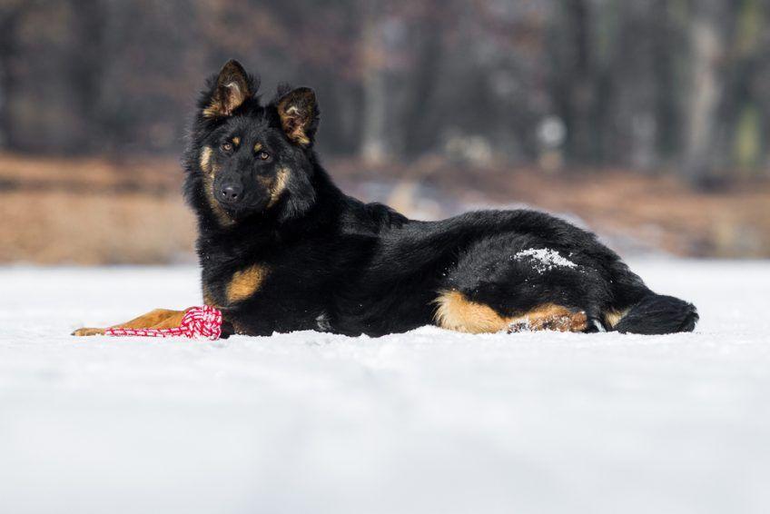 Chodski pies leżący na śniegu