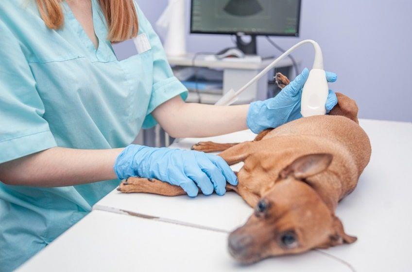 choroby nerek badania u psa-min.jpg