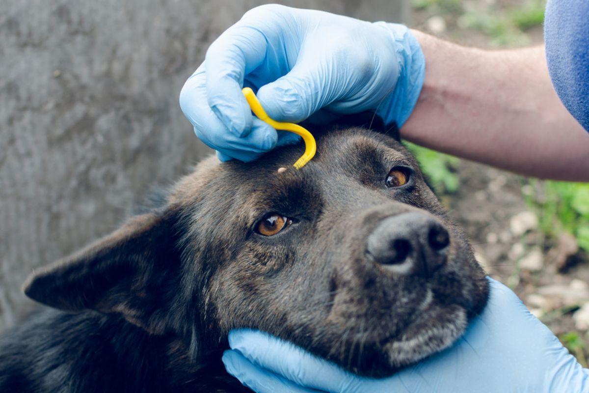 choroby odkleszczowe u psów