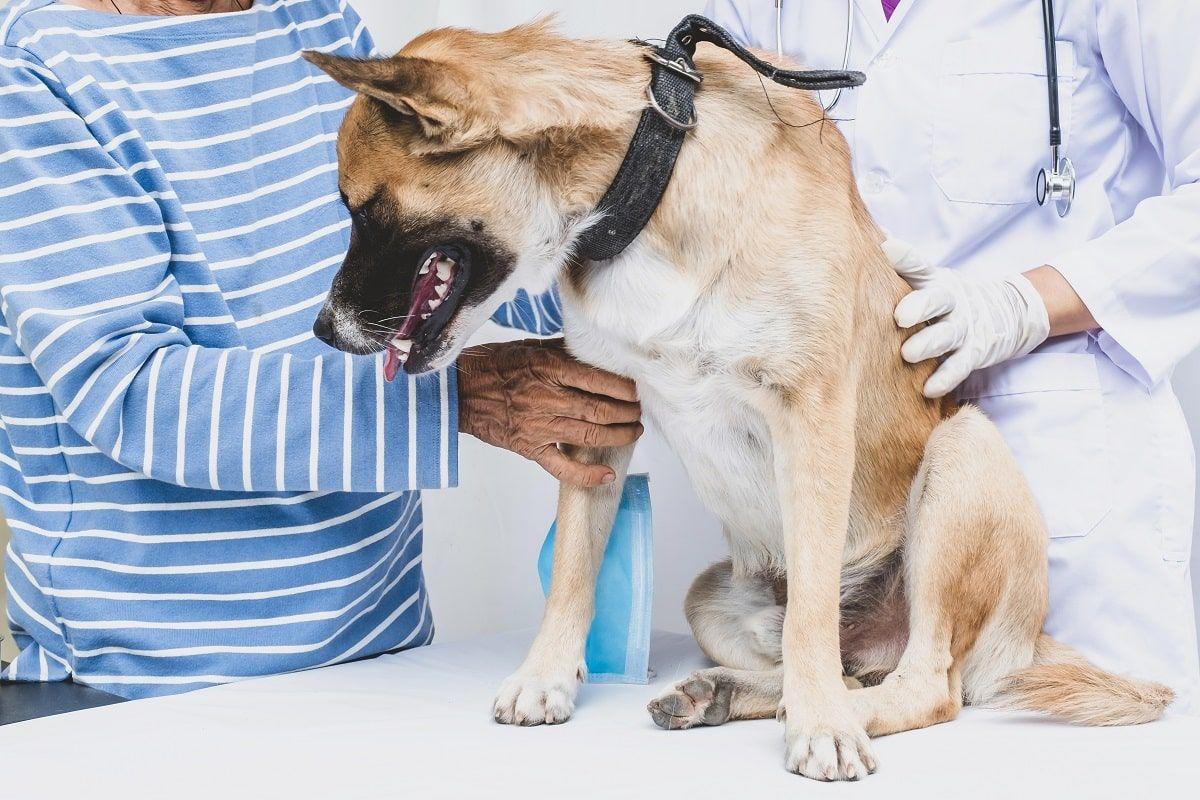 choroby wątroby u psów