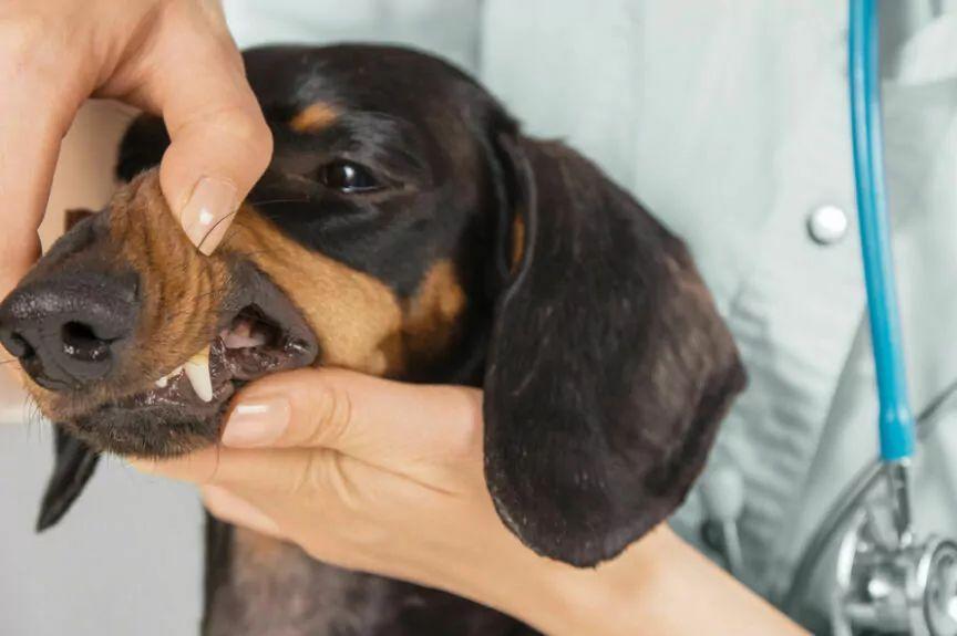 choroby zębów u psów