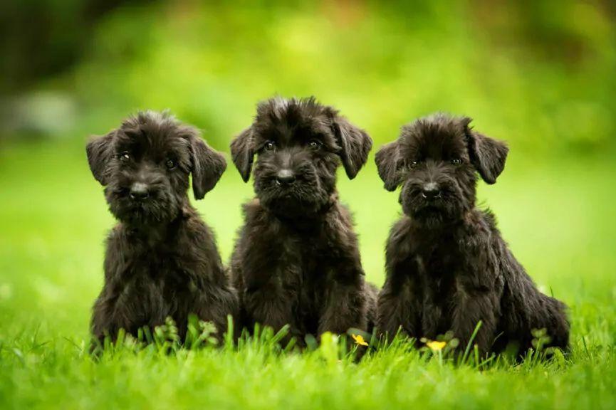 czarne rasy psów